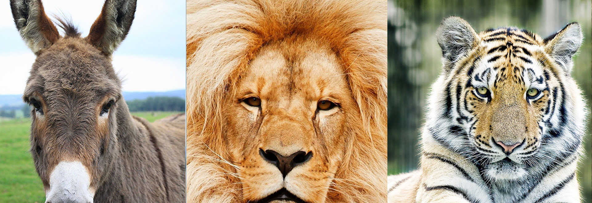 La storia dell'asino e della tigre Gian Battista Gualdi